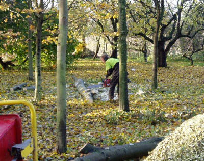 gekapte bomen afkorten tot brandhout