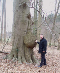 Wortelknol aan boom